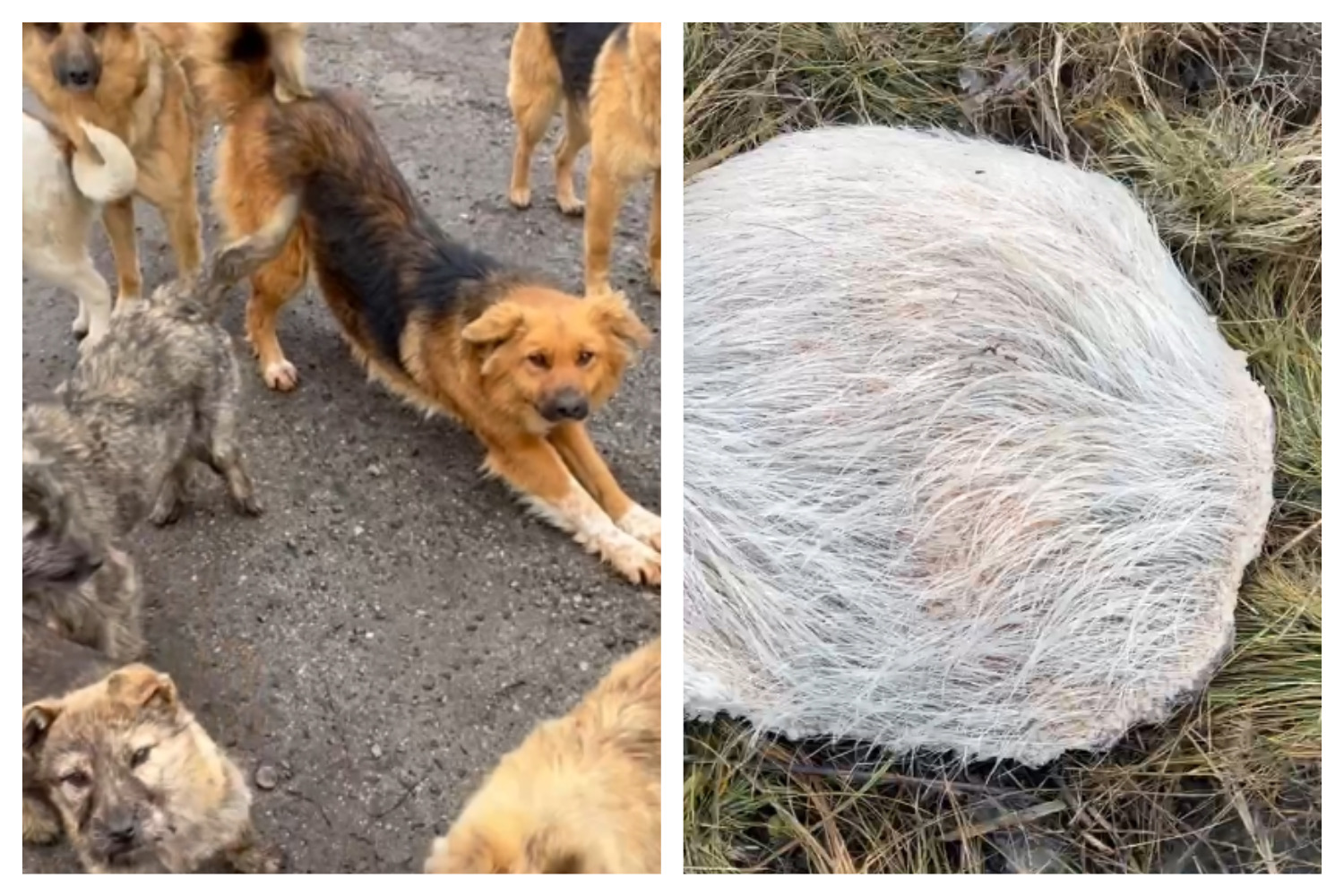 В Ртищевском районе неизвестные убили стаю собак