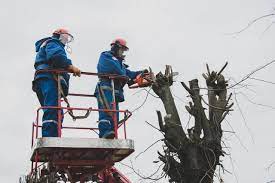 По требованию прокуратуры Ртищевская администрация опилила деревья возле школ
