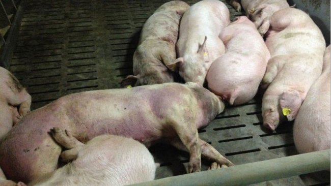 На двух ртищевских предприятиях обнаружили африканскую чуму свиней